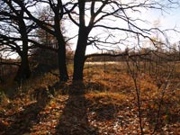 Autumn in Chornobyl
