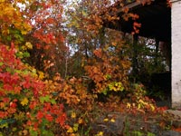 Autumn in Chornobyl