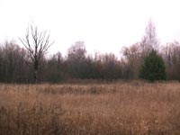 Поліське