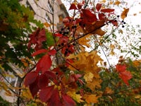 Autumn in Pripyat