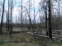 Ліс біля Буряківки