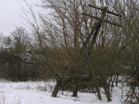 Новошепеличі